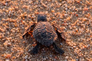 Baby Olive Ridley Sea Turtle