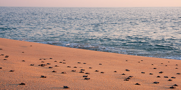 Sea Turtles Race to the Ocean