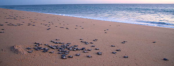 Baby Sea Turtles Scramble to the Ocean