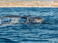 Majestic Whales - Yoga Retreat - Mexico