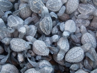 A Bucket of Baby Sea Turtles - Yoga Retreat - Mexico