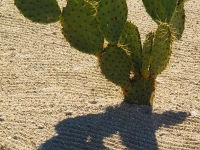 Nopal and Shadow - Yoga Retreat - Mexico