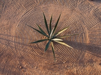 Raked Circle with Agave - Yoga Retreat - Mexico