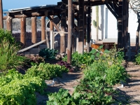 Organic Vegetable and Herb Garden - Yoga Retreat - Mexico