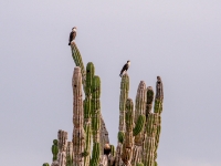 Caracaras Perched on a Cardon - Yoga Retreat - Mexico