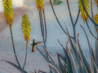 Hummingbird & Aloe - Yoga Retreat - Mexico