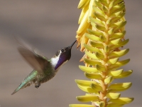 Hummingbird w/ Aloe - Yoga Retreat - Mexico