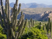 Cardon Cactus with Mountain Backdrop - Yoga Retreat - Mexico