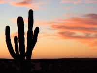 Cardon Cactus and the Pink Hues of Sunset- Yoga Retreat - Mexico