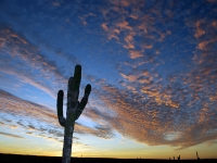 A Proud Cardon Cactus at Sunset- Yoga Retreat - Mexico