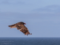 A Turkey Vulture Captured Mid-Flight - Yoga Retreat - Mexico