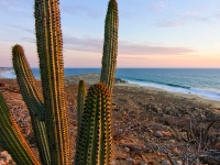 Pitaya Cactus Overlooking the Ocean - Yoga Retreat - Mexico
