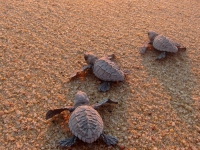 Baby Sea Turtles - Yoga Retreat - Mexico