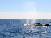 Pod of Whales on a Whale Watching Trip - Yoga Retreat - Mexico