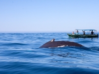Whale Watching - Yoga Retreat - Mexico