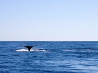 Fluke Splashing while Whale Watching - Yoga Retreat - Mexico