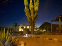 Night View of Cardon Cactus and the Stars - Yoga Retreat - Mexico