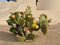 Nopales in Bloom - Yoga Retreat - Mexico