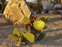 Cactus & Stone - Yoga Retreat - Mexico