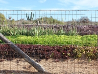 Lettuces and Vegetables - Yoga Retreat - Mexico