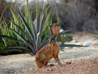 Long-eared Jackrabbit - Yoga Retreat - Mexico