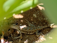 Camoflauged Lizard - Yoga Retreat - Mexico