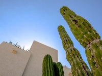 Cardon Cactus - Yoga Retreat - Mexico