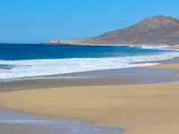 A Lone Gull Scouts the Shoreline - Yoga Retreat - Mexico