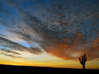 A Cactus Watches as the Setting Sun Fades - Yoga Retreat - Mexico