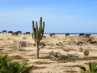 Neighborhood Horses Grazing on the Dune - Yoga Retreat - Mexico