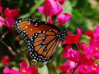 Monarch Butterfly - Yoga Retreat - Mexico