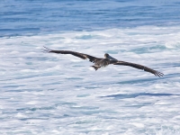 A Pelican Glides Above the Sea Foam - Yoga Retreat - Mexico