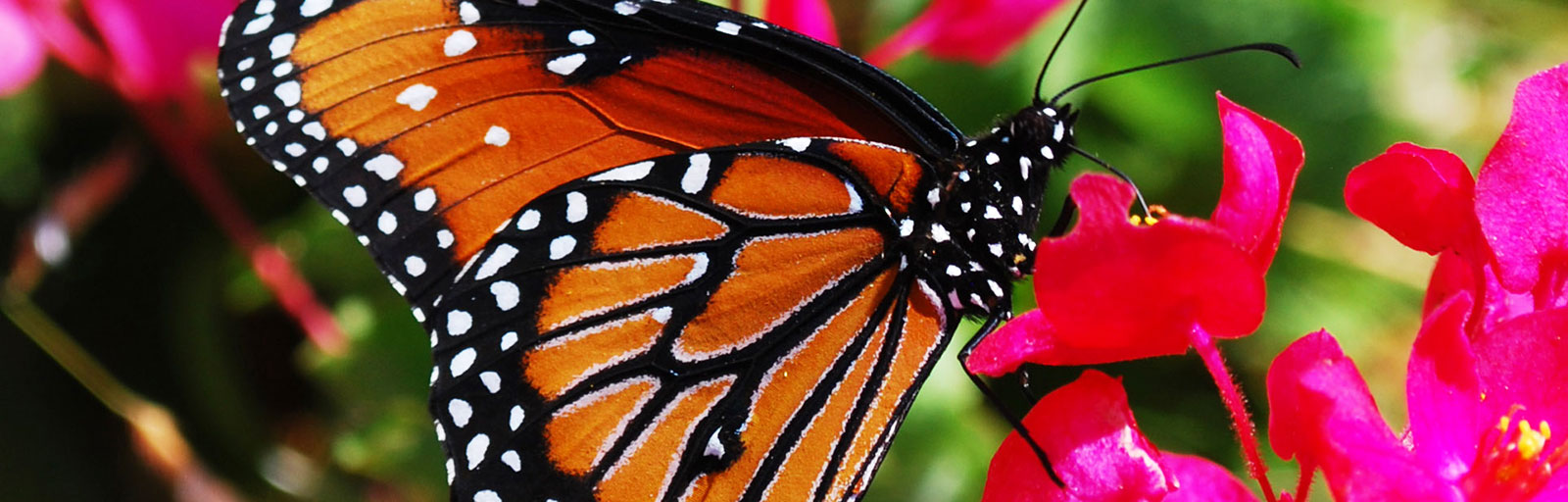 Yoga Retreat Scenics: Butterfly on a Flower