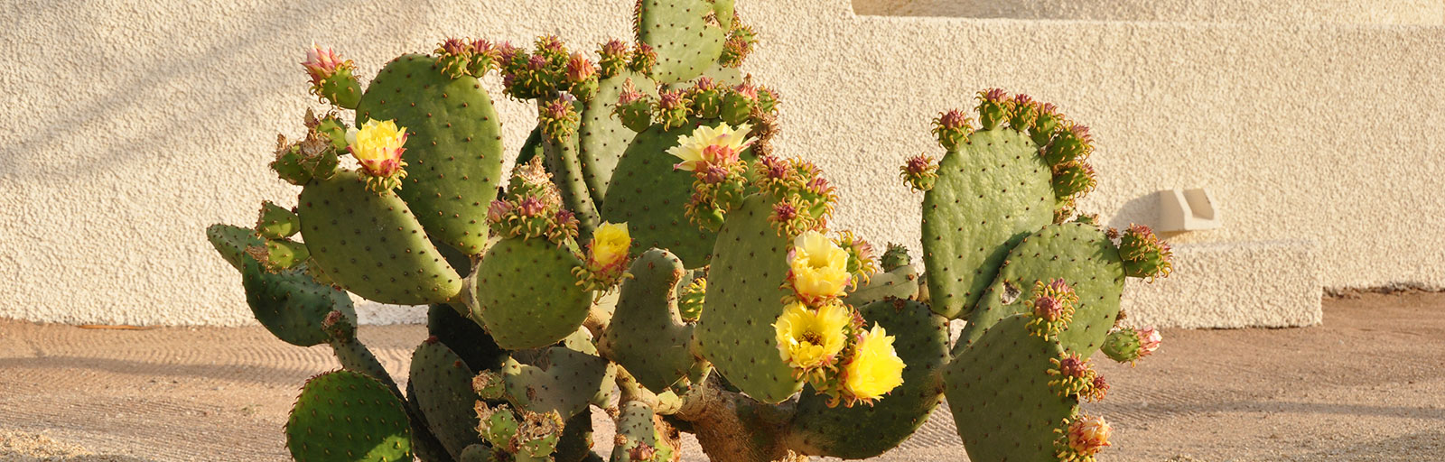 Gardens at Yoga Retreat Mexico: Prickly Pear Cactus in Bloom