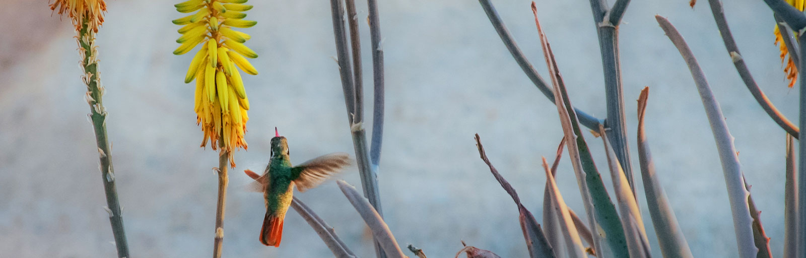 Yoga Retreat Scenics: Hummingbird Sip Nectar in the Garden