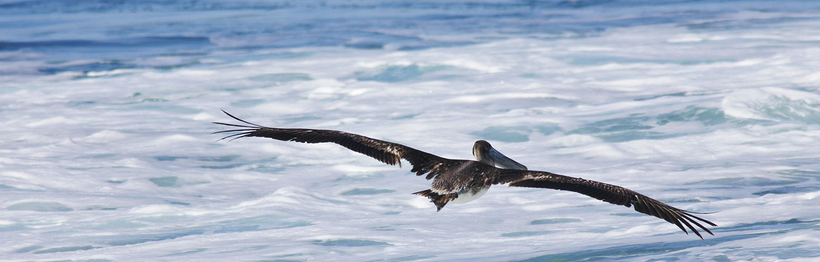 Yoga Retreat Scenics: Pelican Soars over Sea Foam