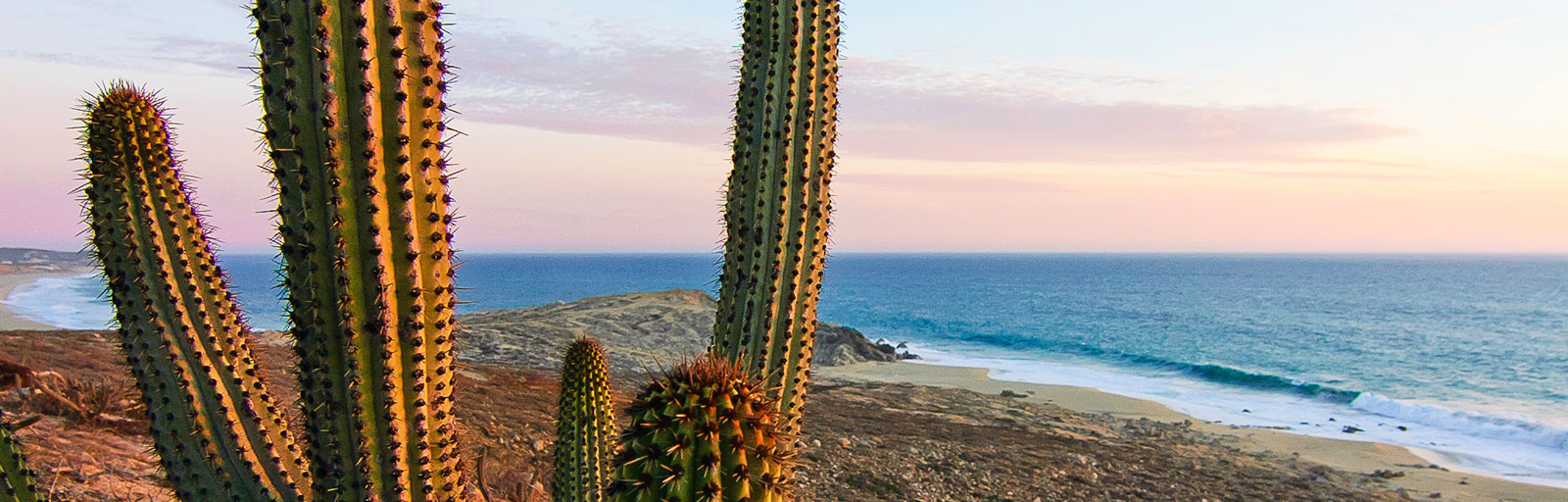 Hiking & Yoga Retreat in Mexico: Pitaya Cactus and Ocean View at Sunset