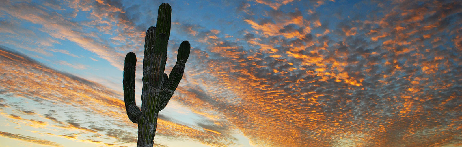 Meditation & Yoga Retreats in Mexico: Sunset with Cardon Cactus
