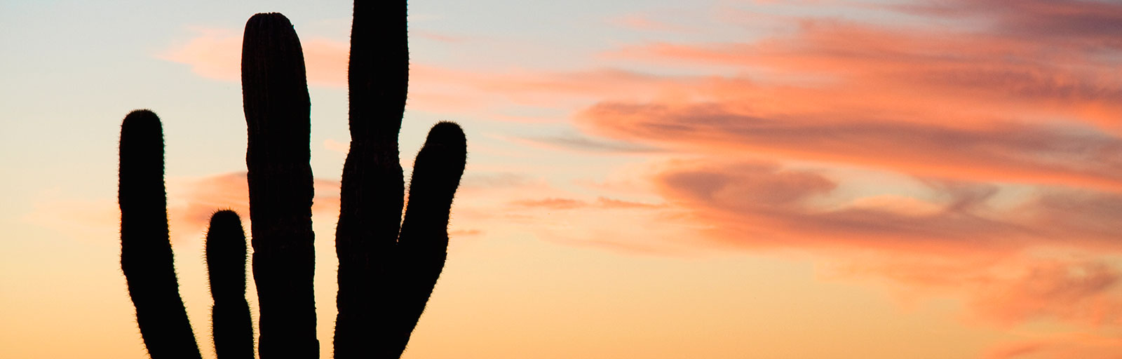 Baja Yoga Retreats in Mexico: Sunset & Cactus Silhouette