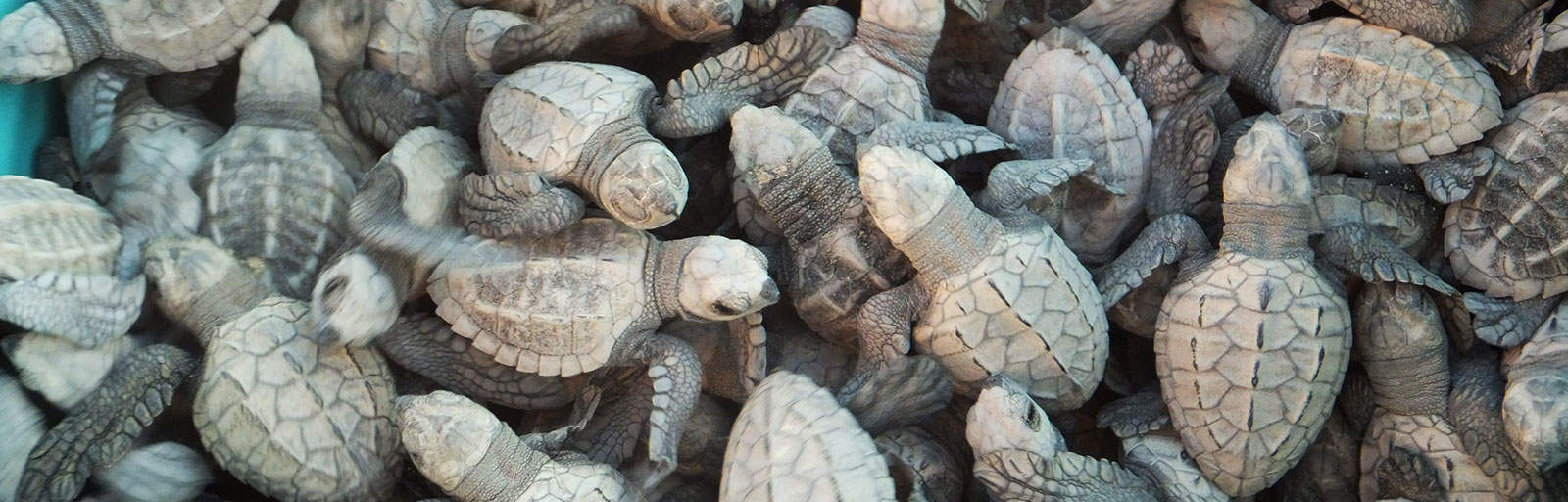 Baja Yoga Retreats in Mexico: Sea Turtle Hatchling Releases