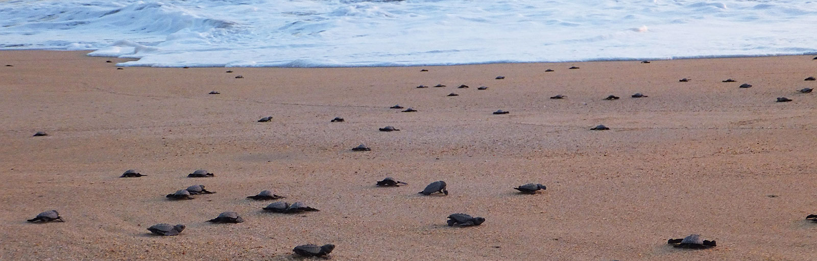 Sea Turtle Release & Mexico Yoga Retreat: Baby Turtles Scrable toward the Water
