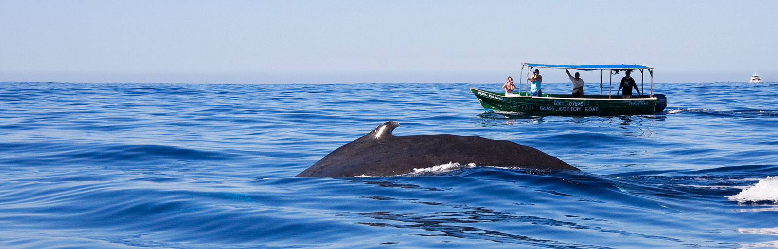 Best Yoga Retreats in Mexico: Whale Watching Yoga Retreat