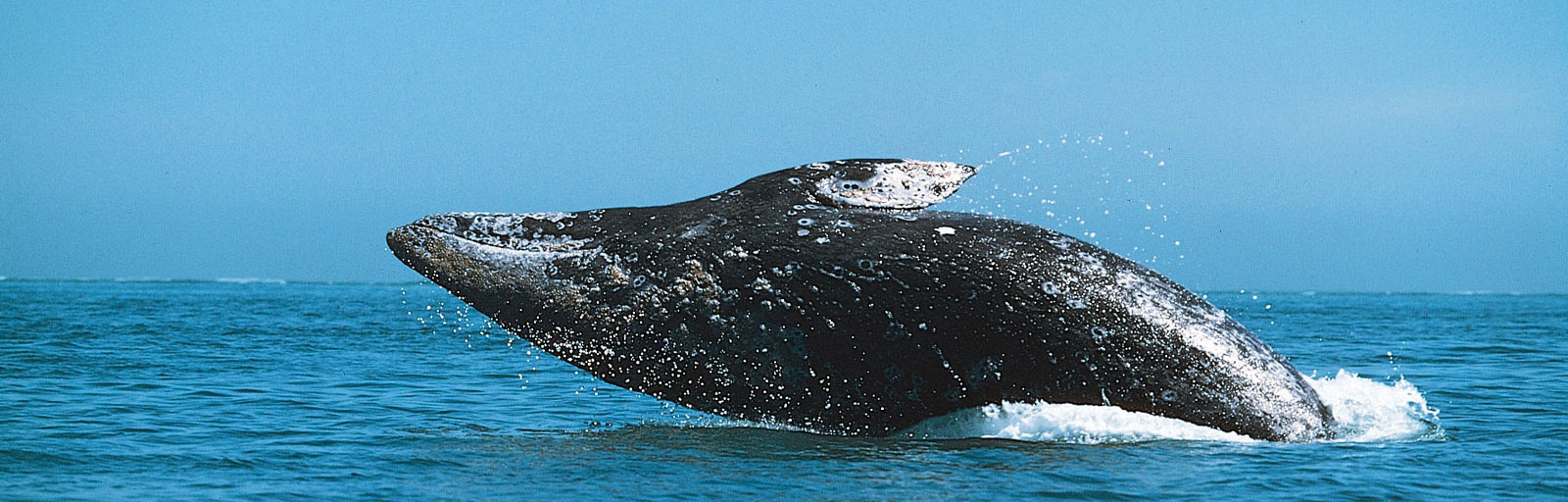 Baja Yoga Retreats in Mexico: Whale Watching 